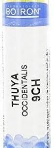 Thuya occident 9lm gr