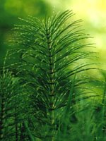 Tsa equisetum arv.50ml